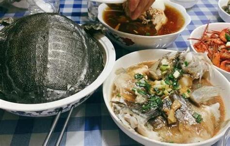 水魚 龜